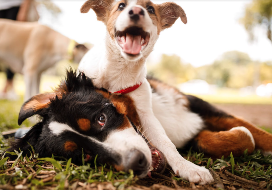 is santa monica dog friendly